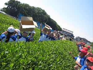 ４年生　さしま茶ふれあい体験