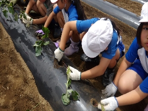 １・２年生　JA岩井さんによる出前授業　サツマイモ植え