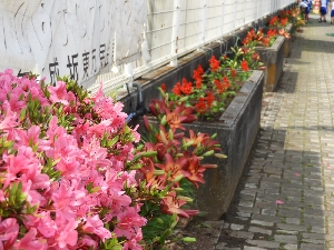 学校の花壇～美しい花