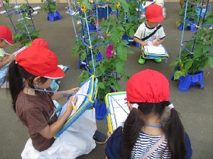 １年生生活科の学習