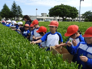 ５月８日　さしま茶ふれあい学習
