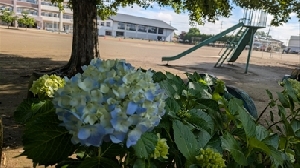 6月５日　かわいいお客様