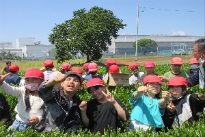 さしま茶ふれあい学習（４年生）