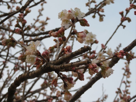 校庭の桜　開花