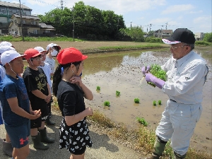 田植え