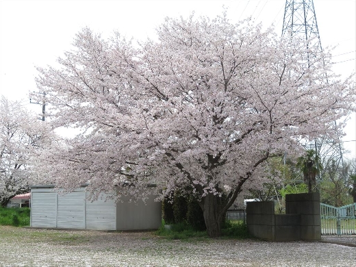 校庭の桜が見事です