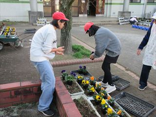 パンジーの苗植え