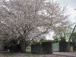 全校児童４８名で新年度が元気にスタートしました！