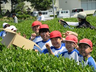 さしま茶ふれあい学習４年生