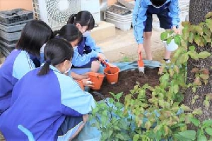 ５／１２　栽培委員の皆さんが、鉢植えの花を用意してくれました