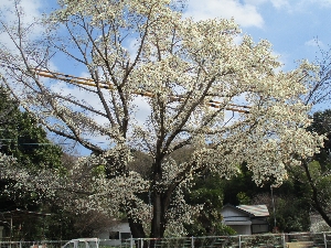 神大実小の春