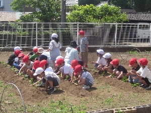 １年生　生活科の授業