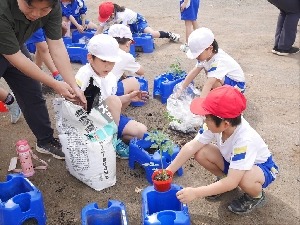 トマトの苗を植木鉢に移し替えました