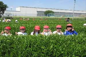 さしま茶体験（４年生）