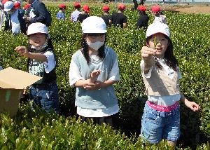 【５月１０日（水）】さしま茶ふれあい学習（４年生）