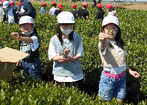 【５月１０日（水）】さしま茶ふれあい学習（４年生）