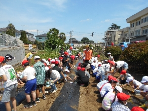 【６月７日（水）】くつっ子タイム（さつまいも苗うえ）