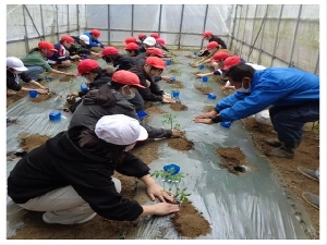 ５／１　６年生トマトの苗植え