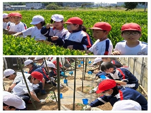 5/8    4年茶摘み・6年トマト植え