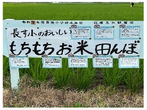 6/20    4年「イネの観察」