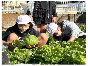 10/29①　　5年レタスの収穫
