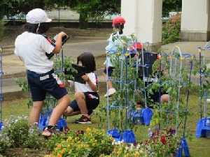 5/25　２年生　PCを活用したトマトの観察