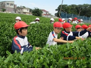 ５/14　４年生　さしま茶ふれあい学習