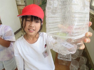 6/10　３年生理科の学習　チョウの育ち方