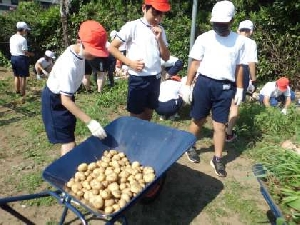 ７月１日（金）　ジャガイモの収穫