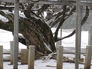 雪が降りました