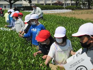 さしま茶ふれあい学習