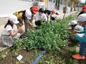 ４月２７日（水）　サヤエンドウ収穫