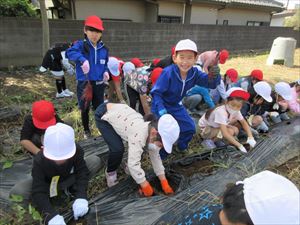 １・２年生　おいもほり