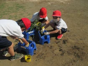 ５月２４日（火）　トマト植え２年生