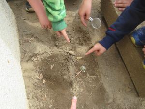 【３年生】理科～春の生きものを探そう！～