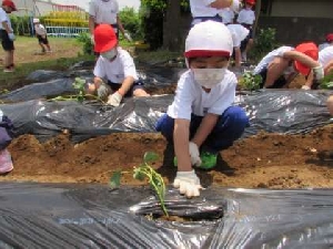 ５月２４日（火）　サツマイモの苗植え