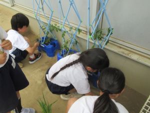【２年生】ミニトマトの苗植えに挑戦！おいしくなぁれ