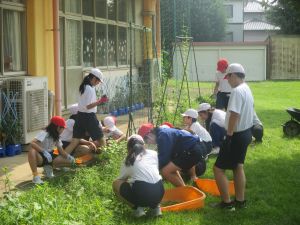 【５年生】暑さに負けず、学校のために！～花壇の草取りと野菜のお世話～