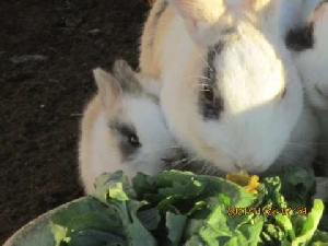 ウサギの朝ごはん