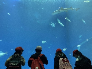 ３・４年遠足　アクアワールド茨城県大洗水族館