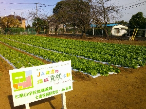 給食に出るよ！七重小のレタス！