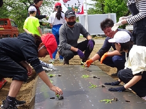 ５年生とうもろこしの苗を定植！～地域の方々と共に、七重小の農業体験