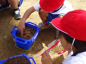 １年生生活科　あさがおの種をまいたよ！夏に向けて一歩前進！