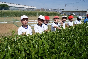 ４年生　さしま茶ふれあい学習
