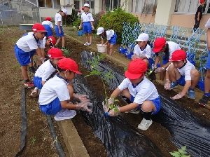 2年生 生活科　野菜の苗植え　元気に育ちますように