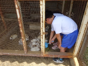 七重小を支える子どもたち　飼育委員会　栽培委員会の様子