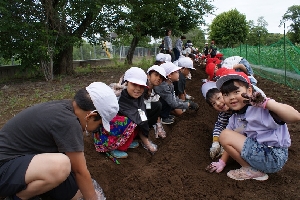 １・2年生　さつまいもの苗植えに挑戦！