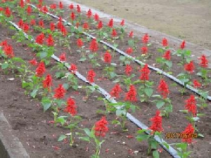 七重小の花壇の様子