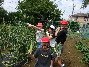 なんと900本！5年生がとうもろこしの収穫をしました！