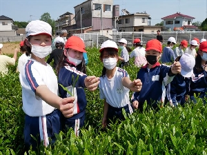 ５／１０　さしま茶ふれあい学習の様子